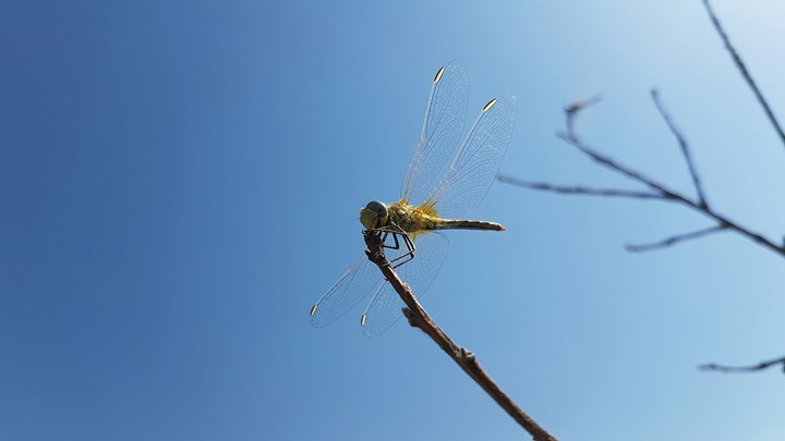locust