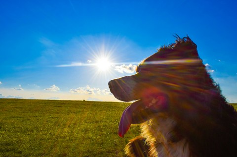 in the sun