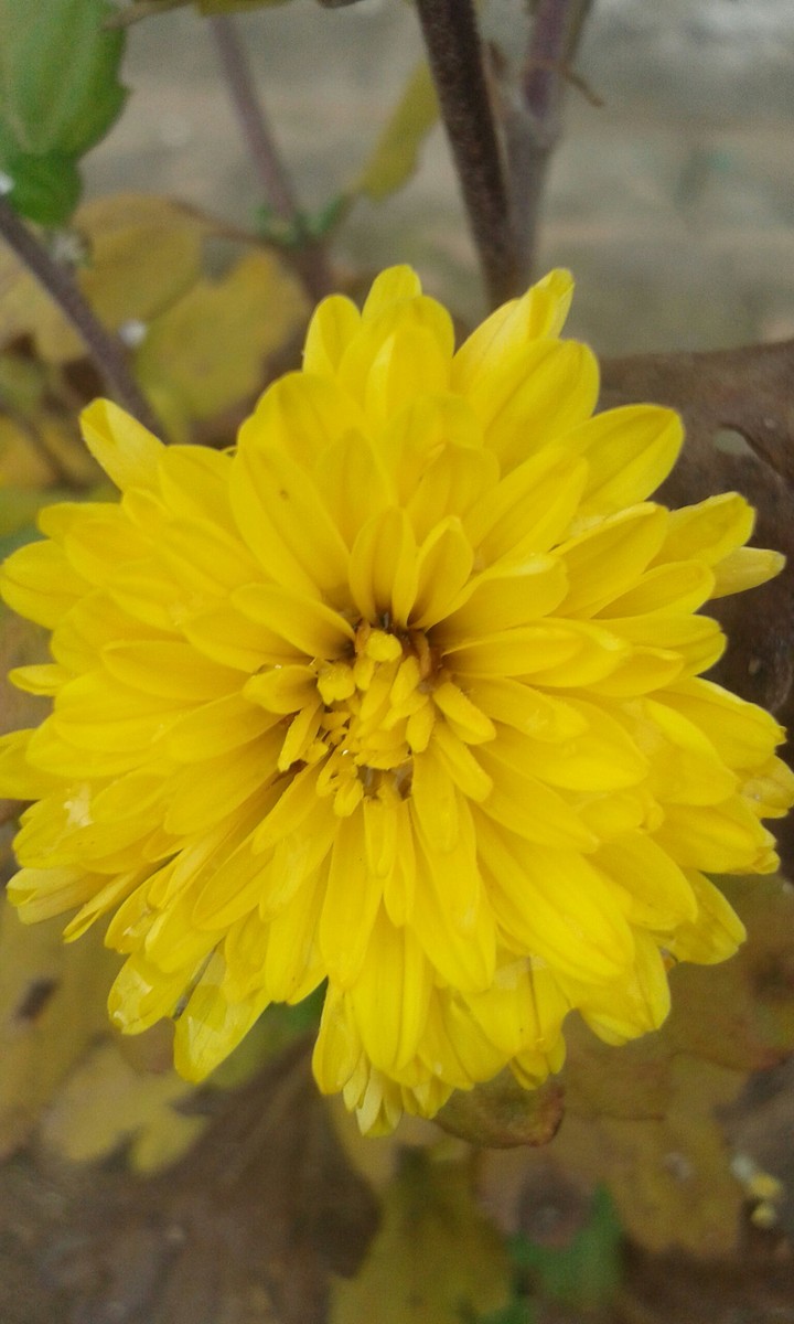 yellow flower