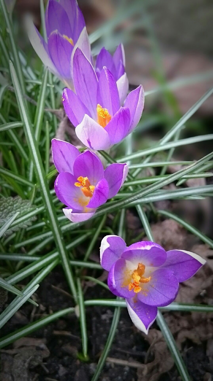 Krokusse