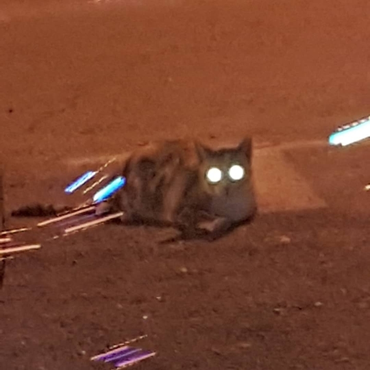 LAZIER EYE CAT