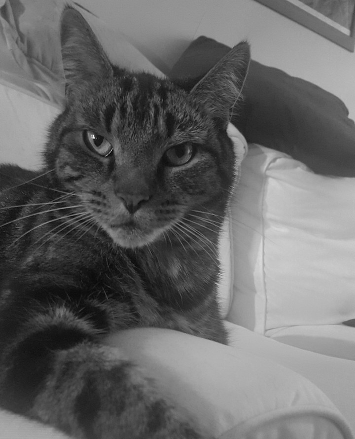 Tiger's cat