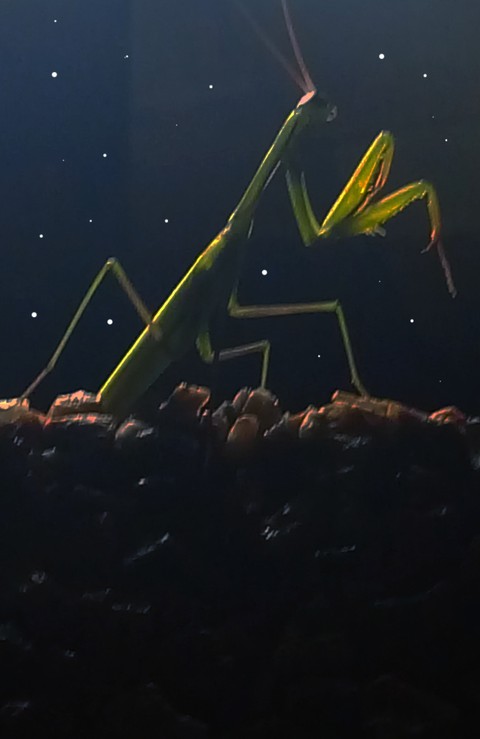 Mantis in the space