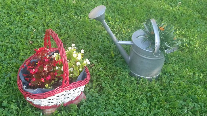 Beautiful flowers