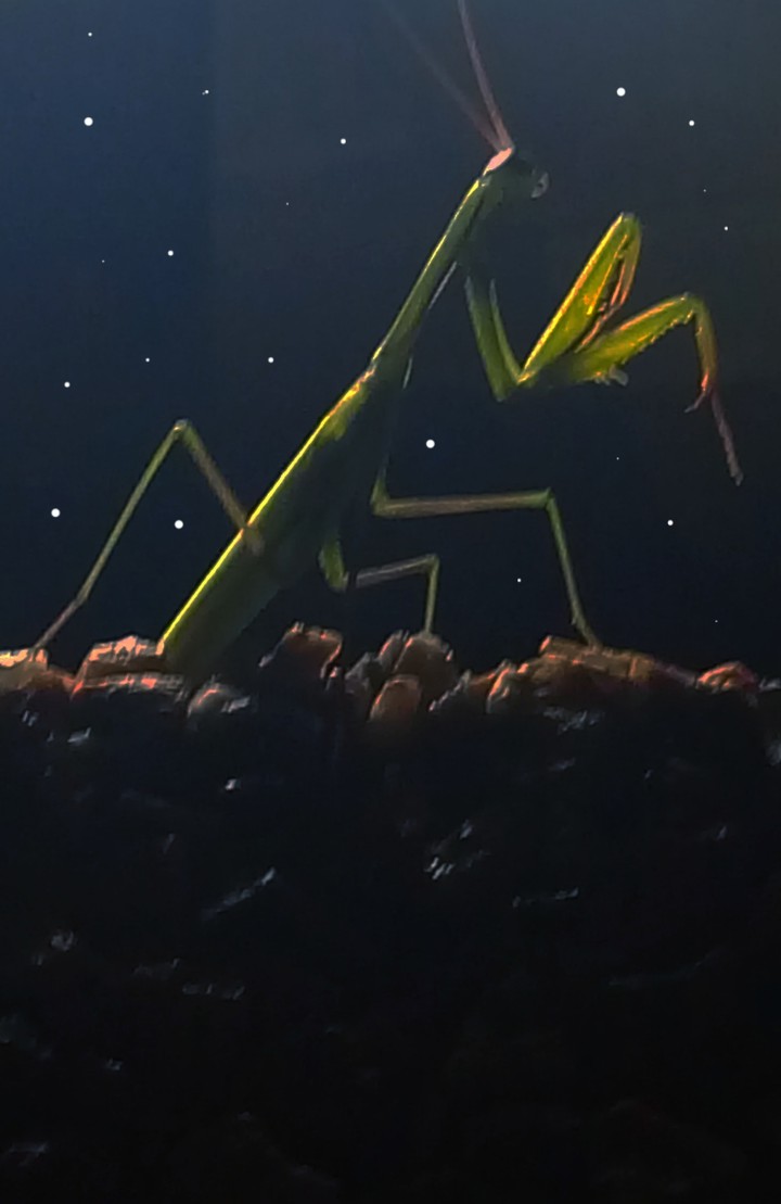 Mantis in the space