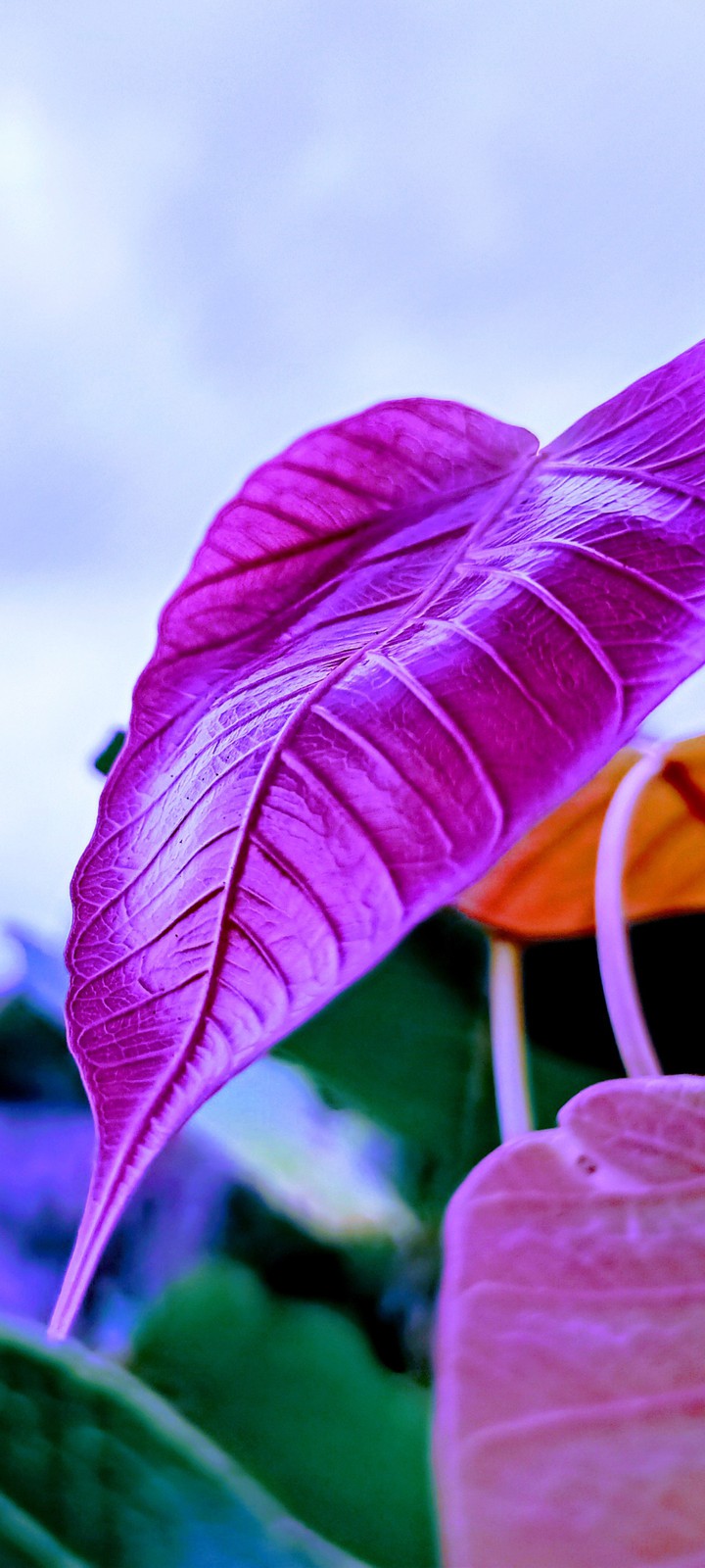 plants