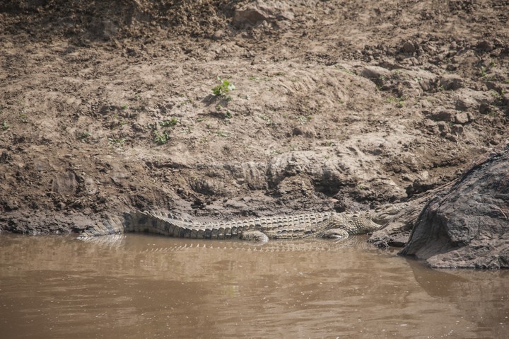 Animal