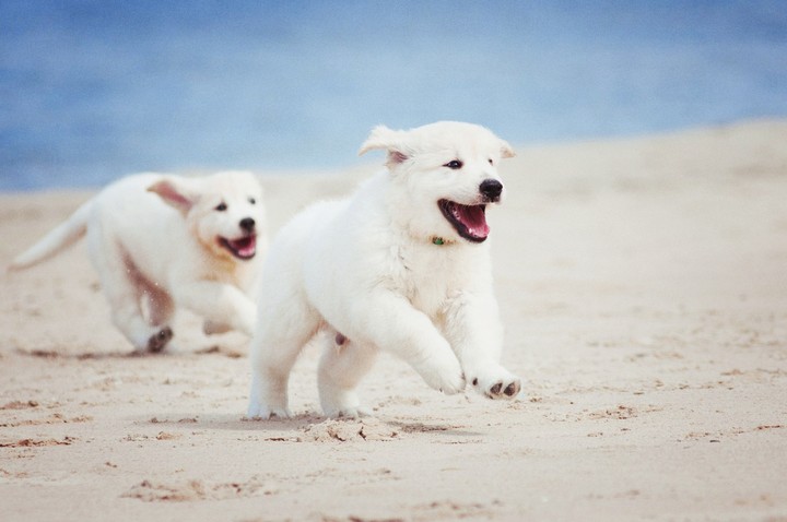 Puppies