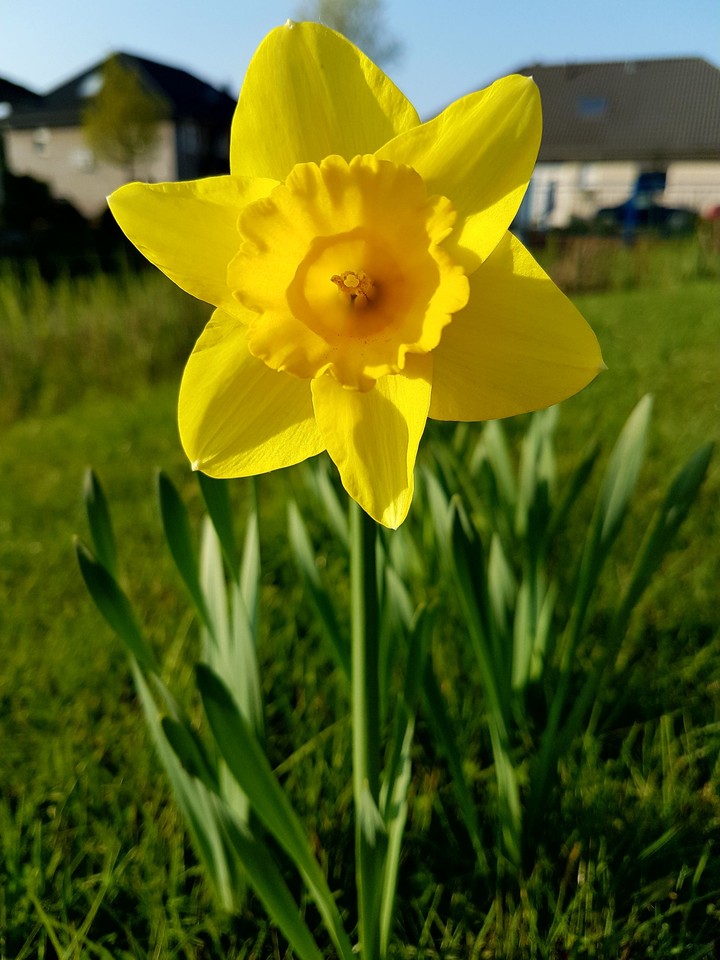 Nature