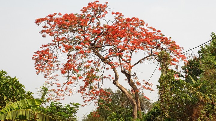 Redbeauty