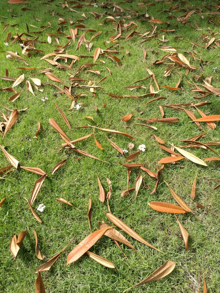 Falling leafe
