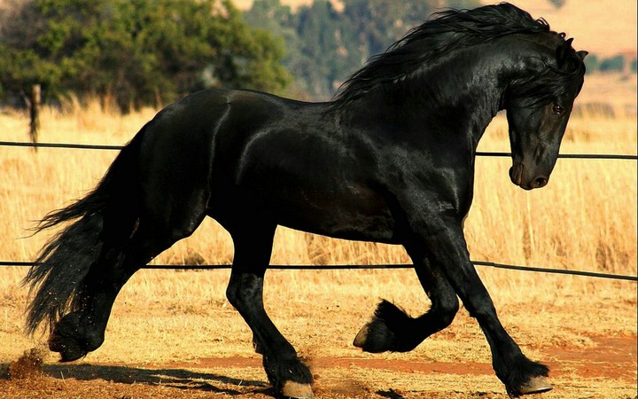 الحرية