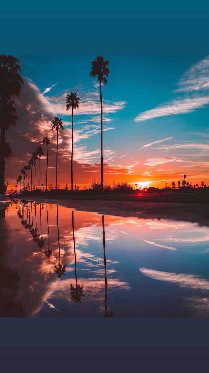 palm tree sunset