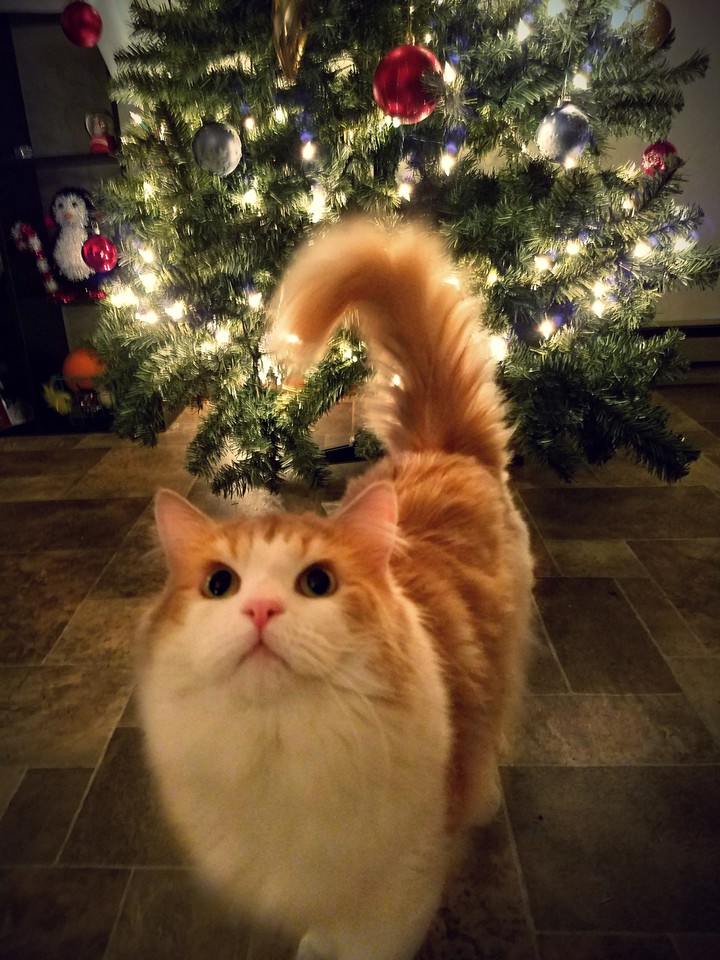 meowy and bright