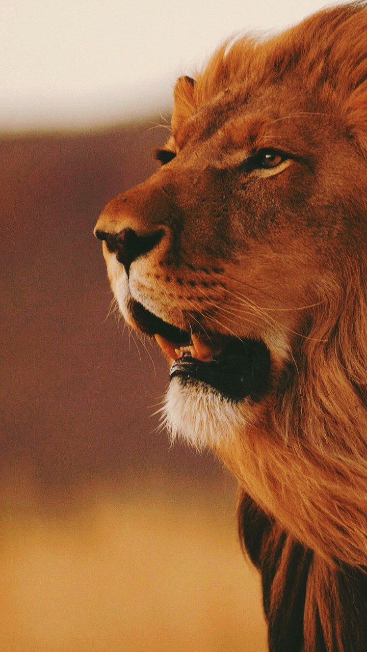 Lion