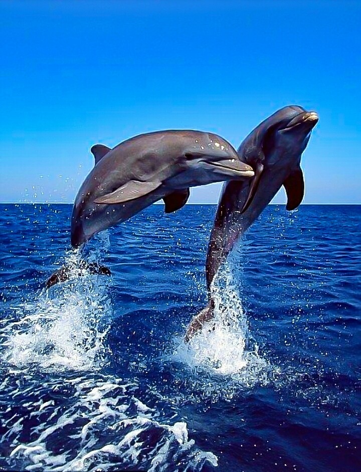 Double Breach