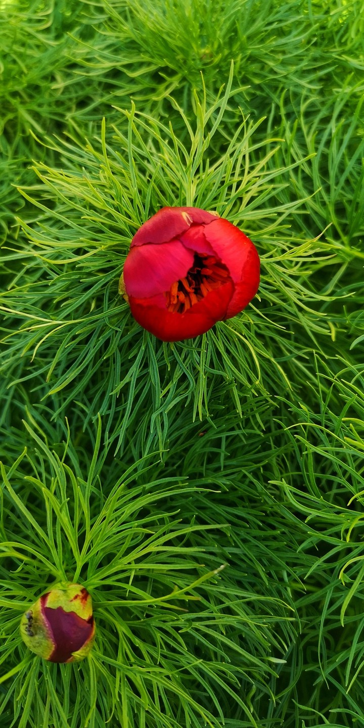 my click