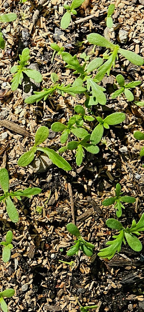 тапети agriculture, herb