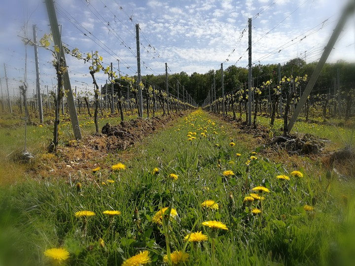Limburgse wijngaard St Martinus