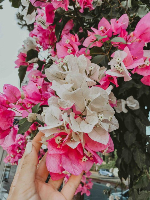 magic flower ?