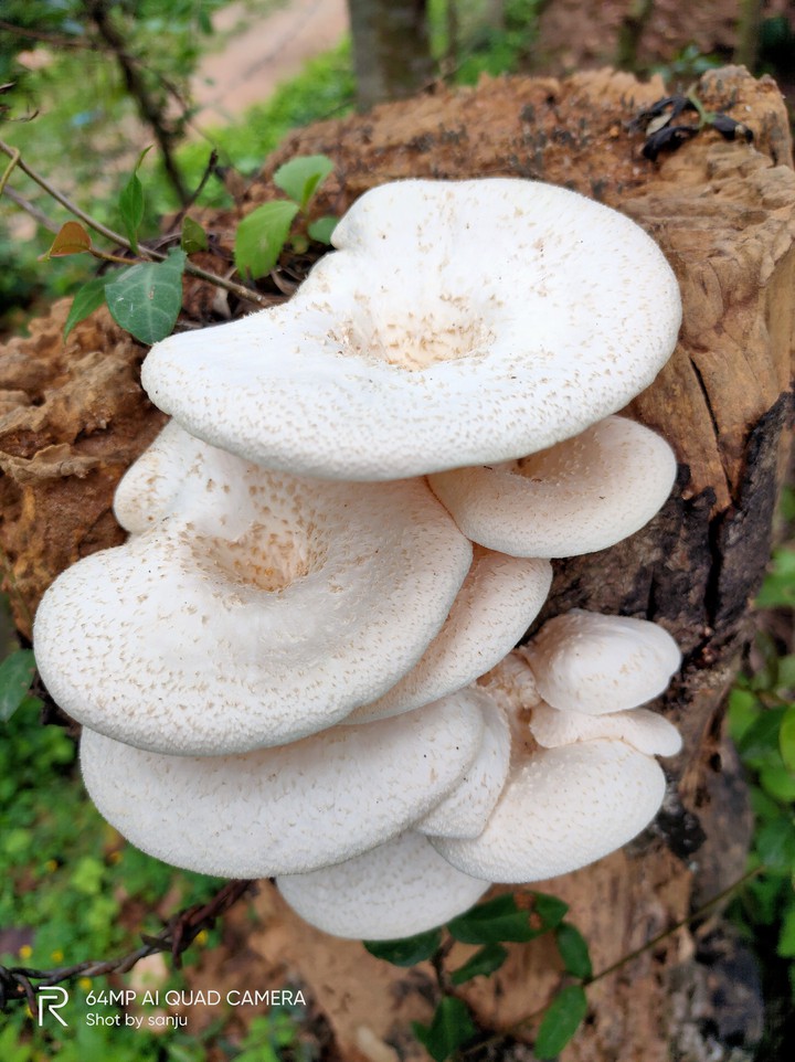 mushroom