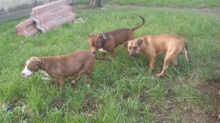pitbull