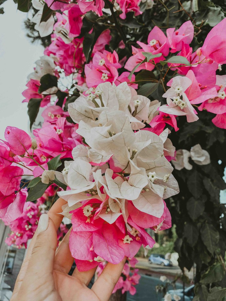 magic flower ?