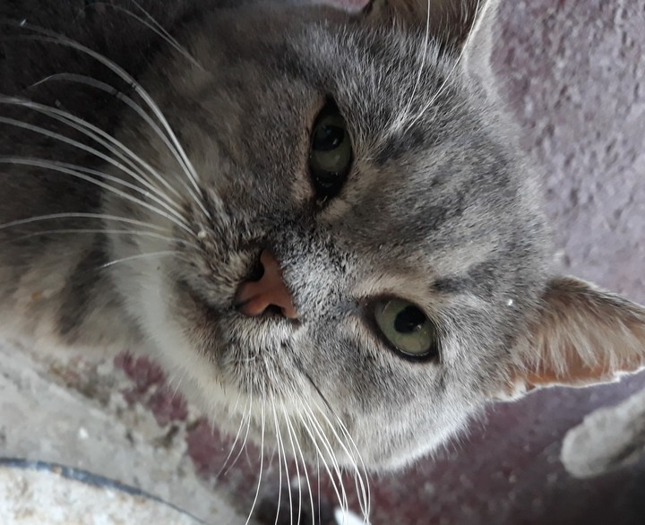 cat