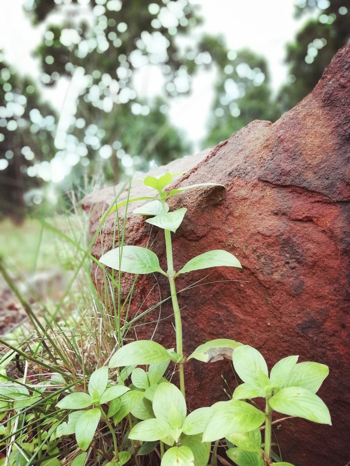 nature like anything