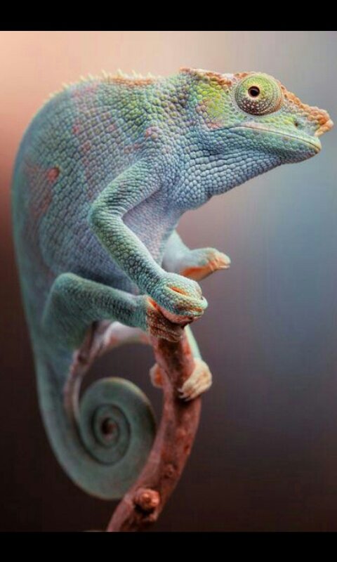 chameleon 01