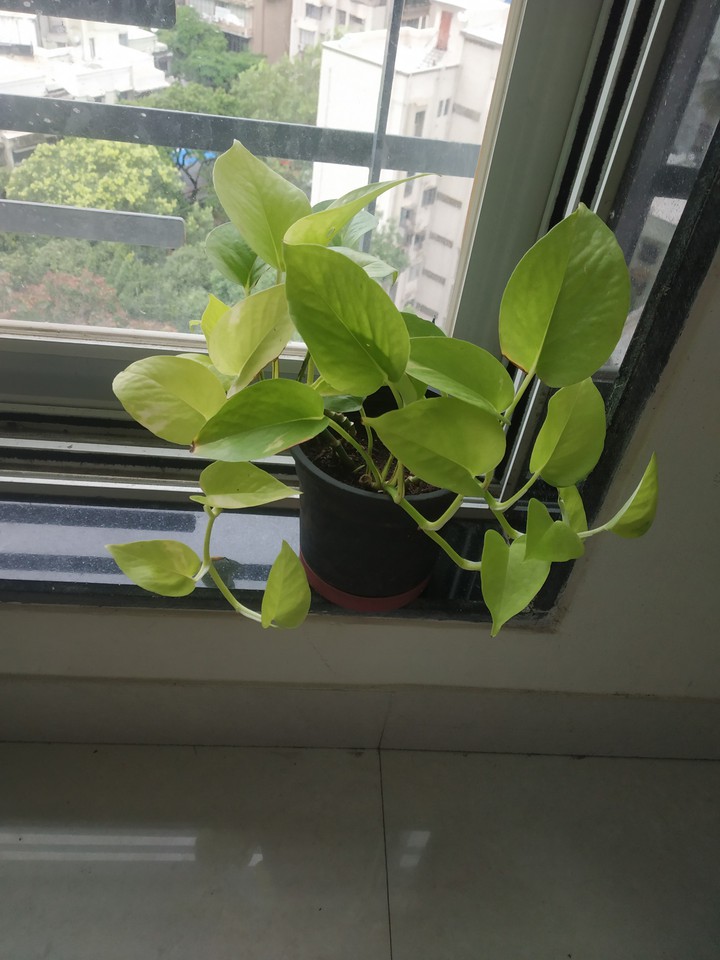 blooming green baby