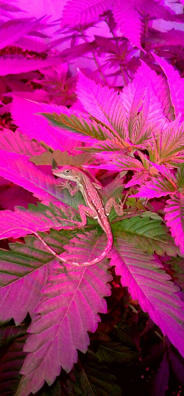 Hlizzard