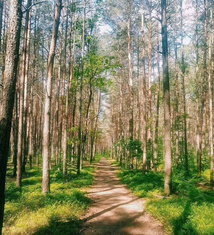 tree