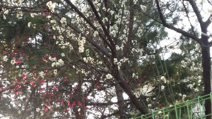 봄꽃
