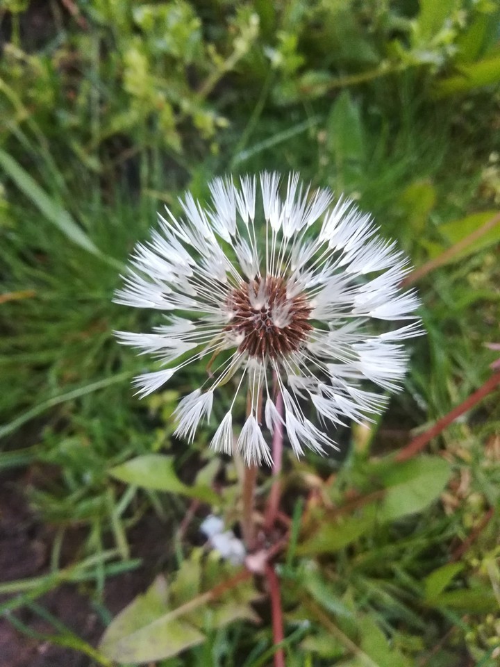 puff