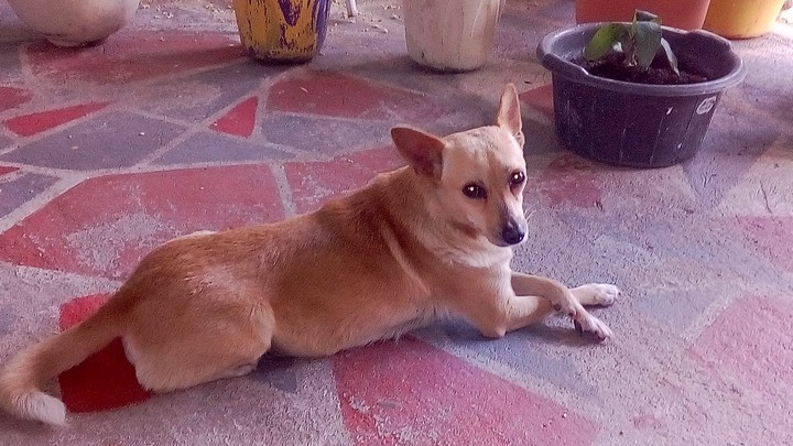 my dog