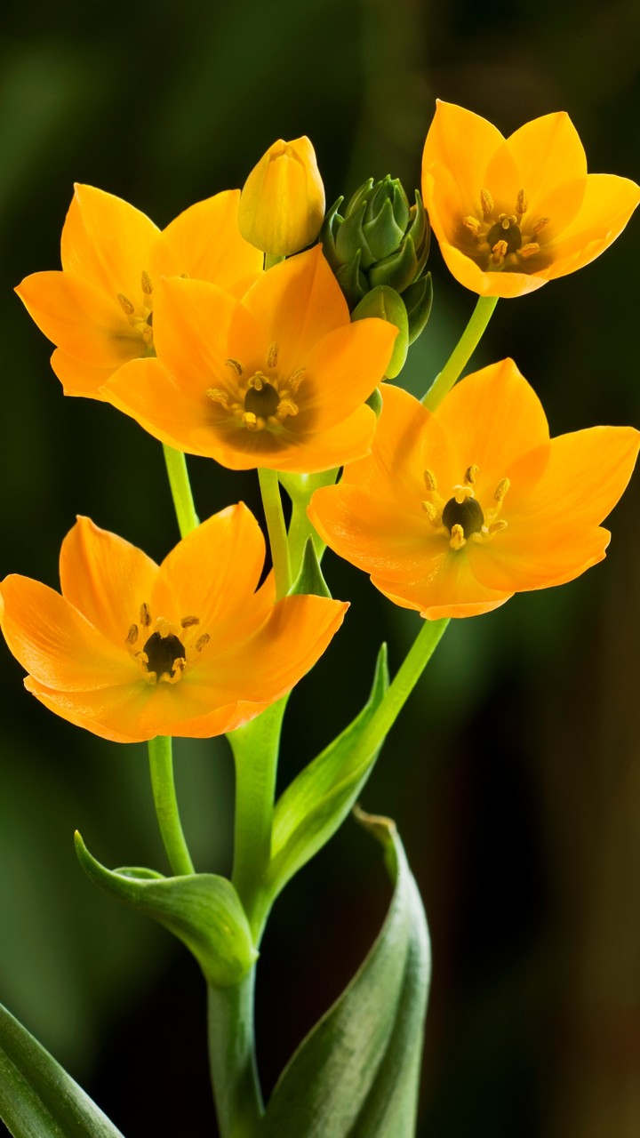 Yellows for You