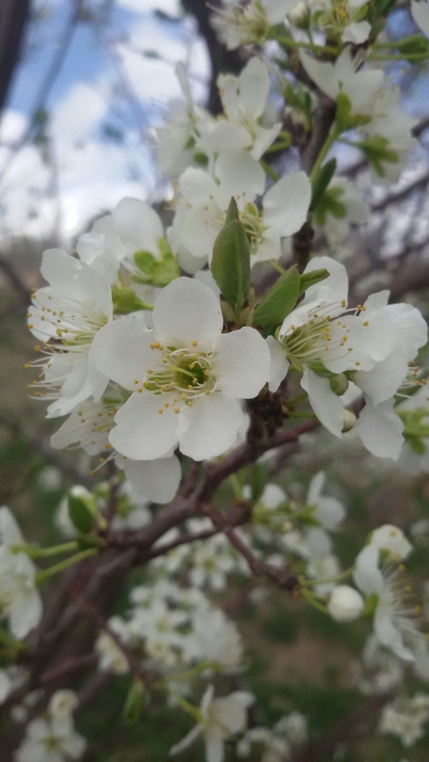 spring