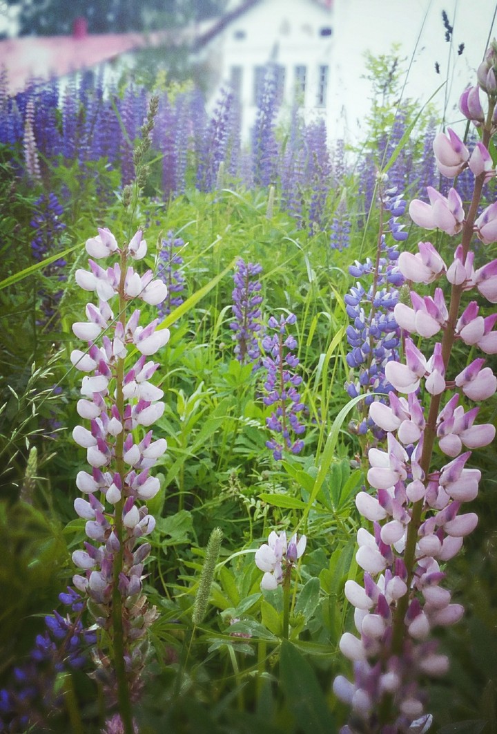 красивые люпины