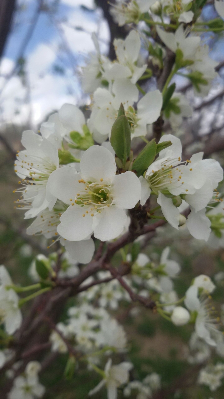spring