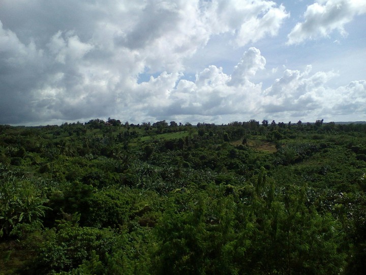 View on top of a tower