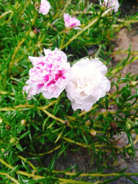 sfondi subshrub, shrub