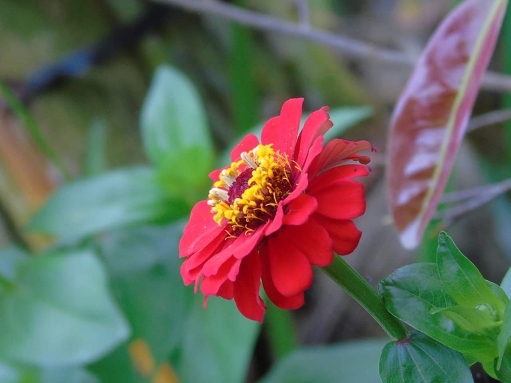 flowers (hoa ngày xuân)