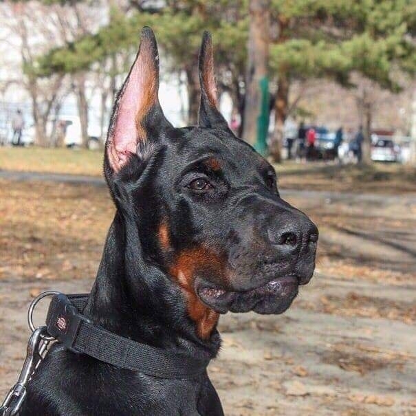 Doberman russian