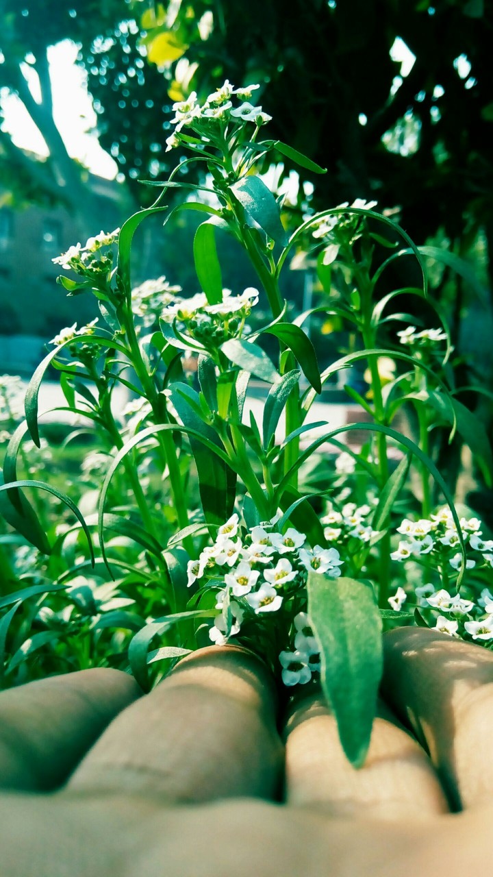 FLOWER