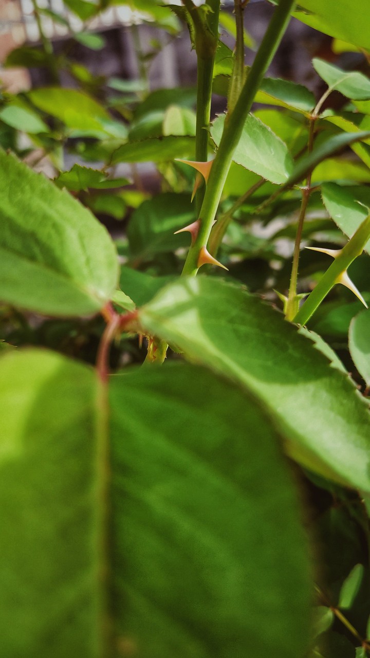 Nature
