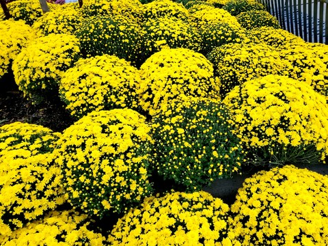 Autumn flowers