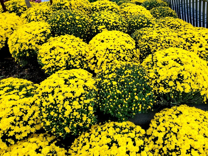 Autumn flowers