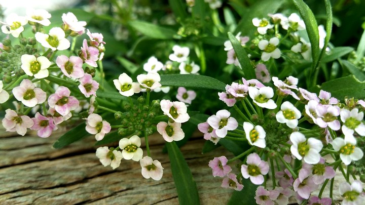 Schöne Blumen