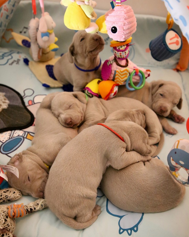 brown cute puppies